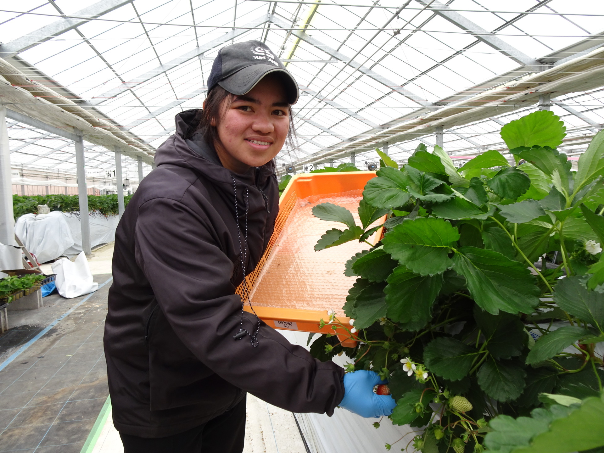 施設イチゴの栽培管理をするロヒマさん（写真の一部は農園星ノ環提供）