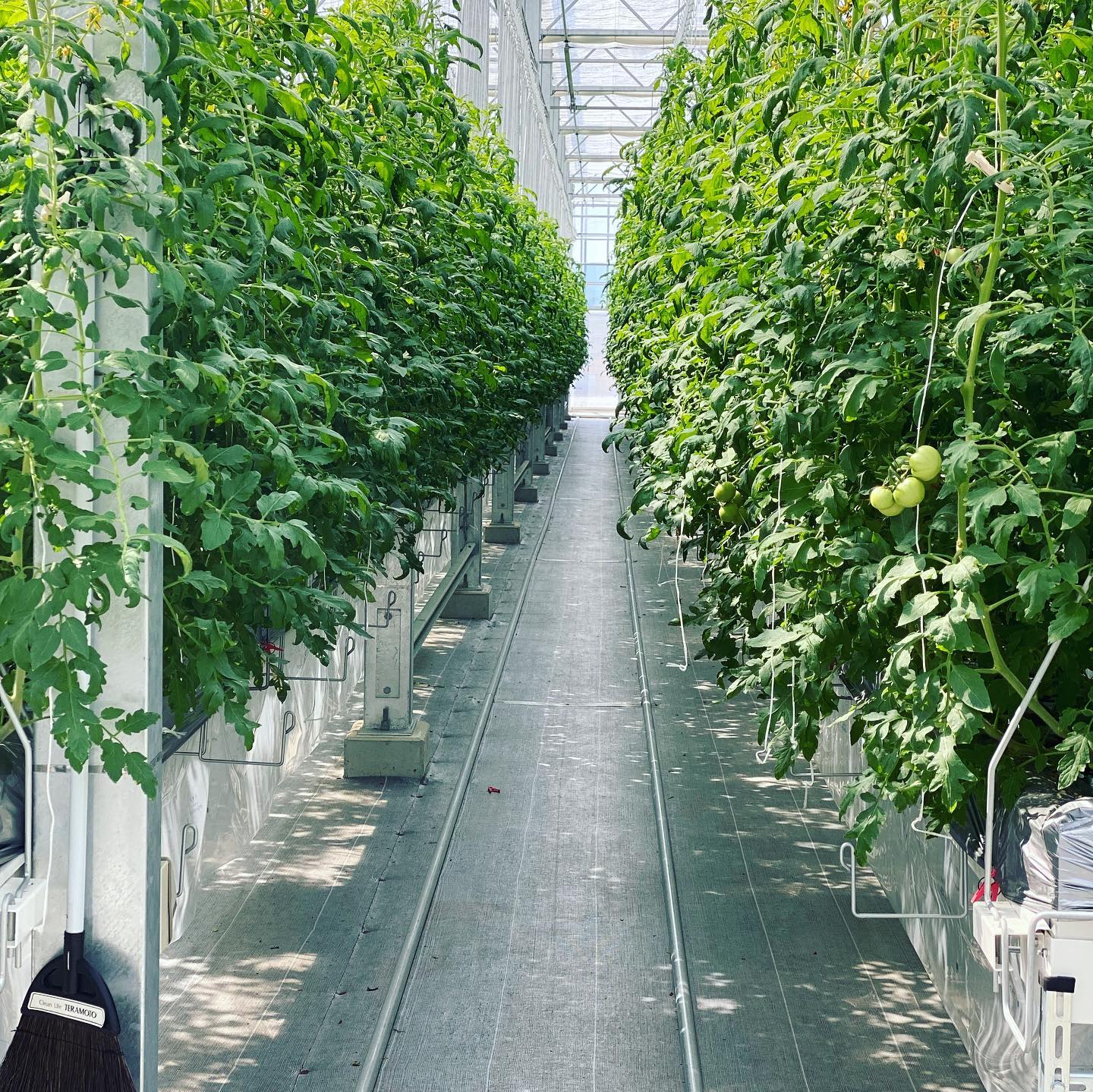 温室内には統合環境制御システムを導入