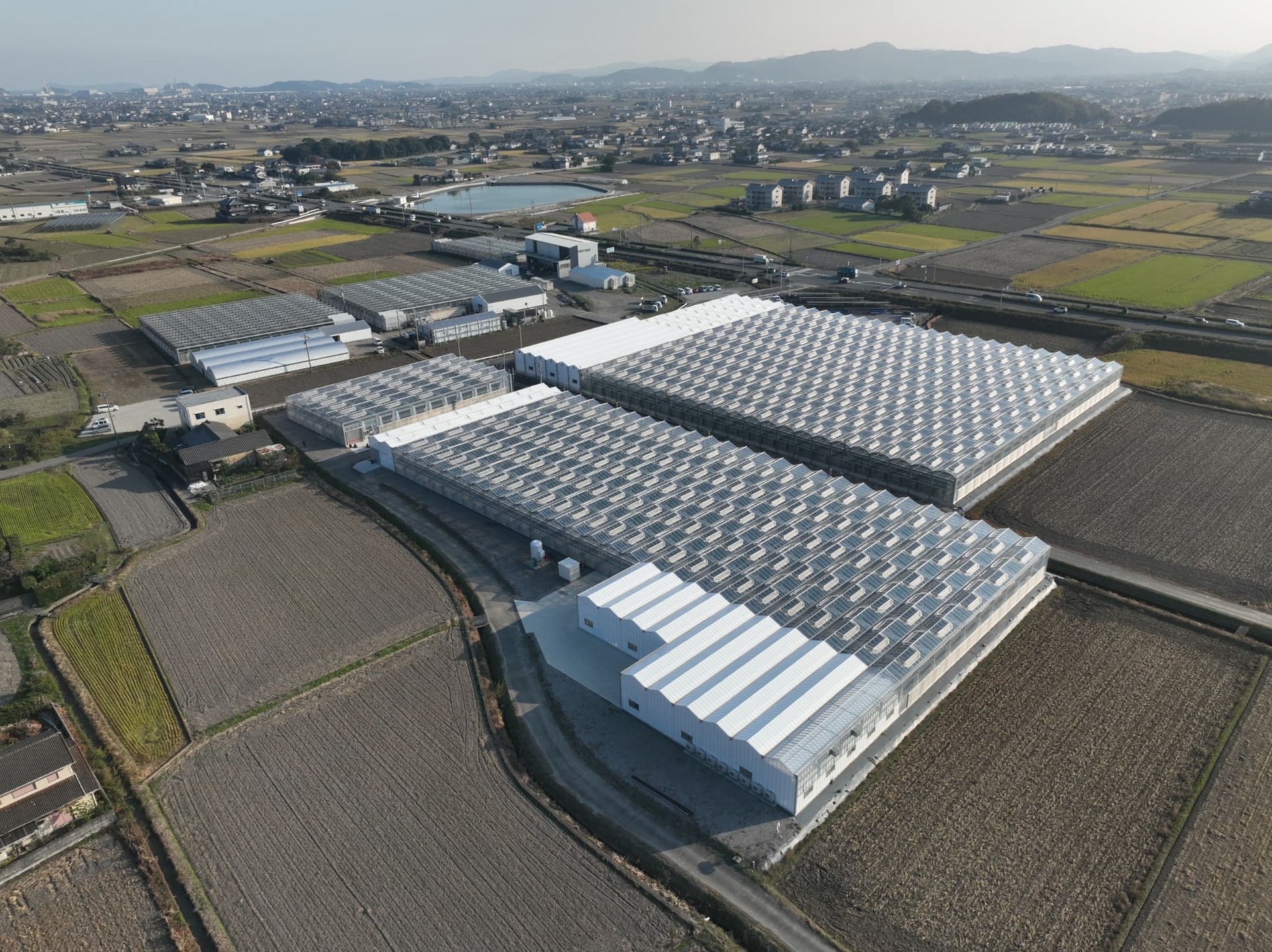 フェンロ―型のガラス温室が広がる樫山農園