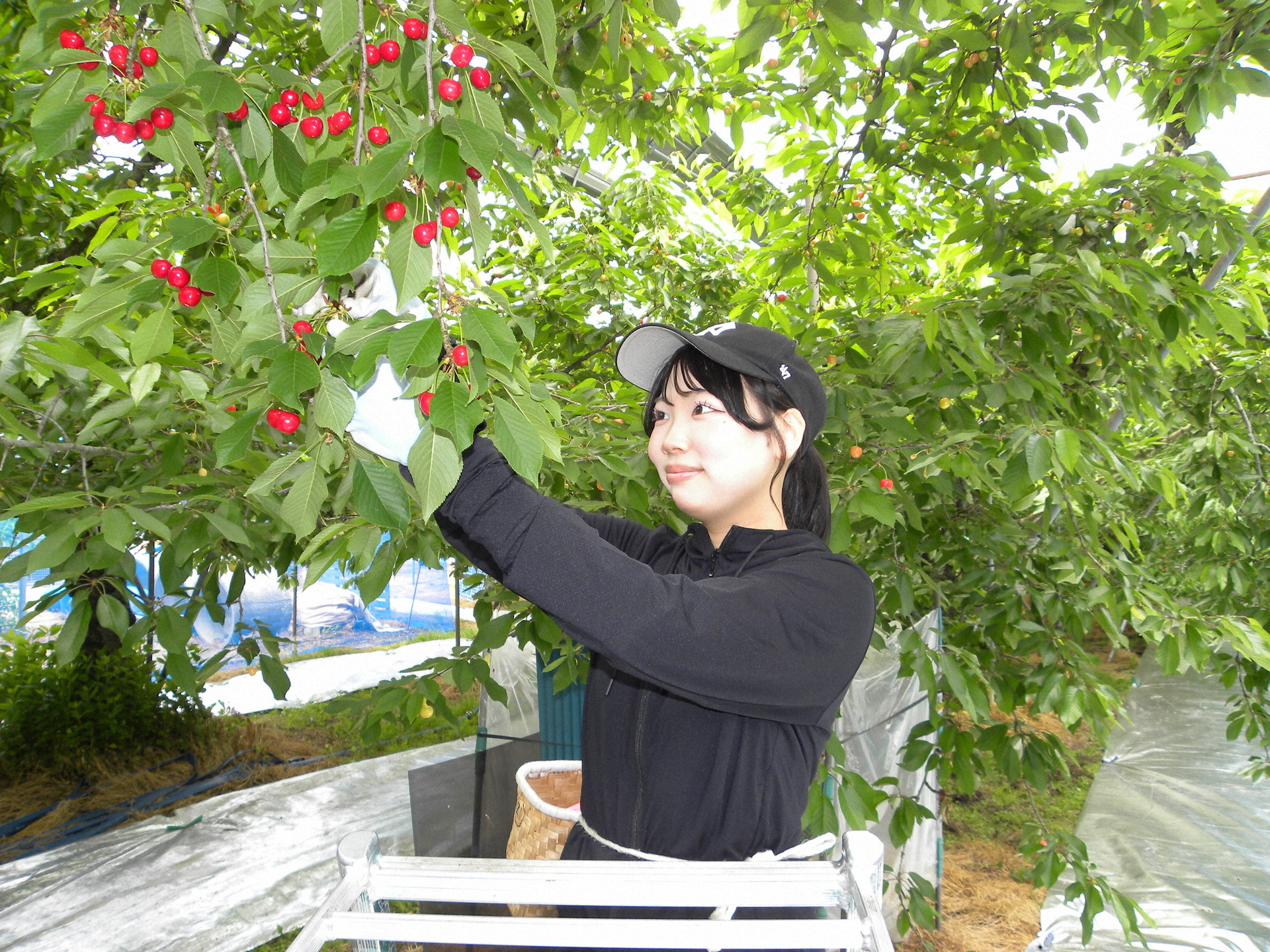 収穫作業をする遠藤さん