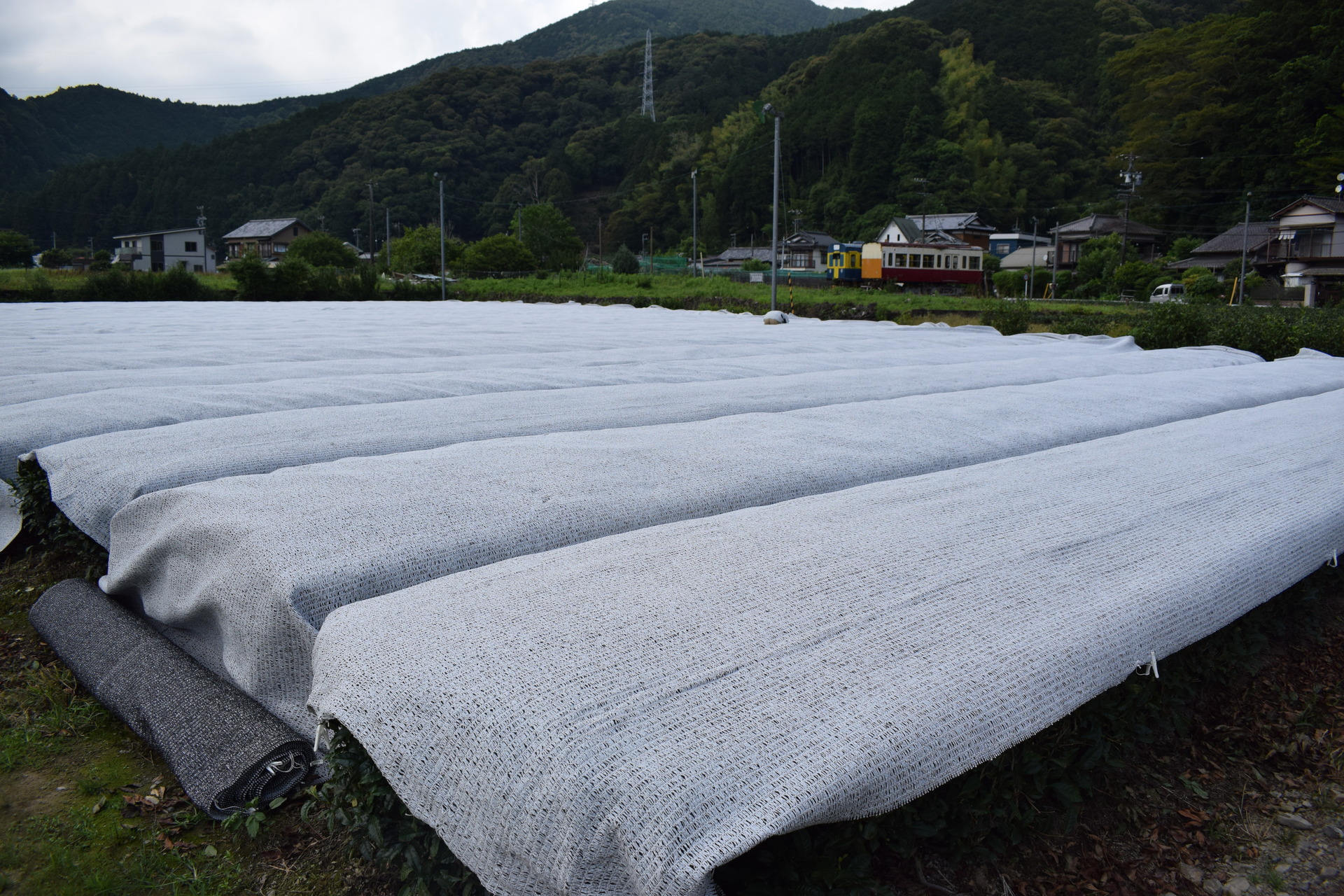被覆資材がかかった〝白い〟茶畑