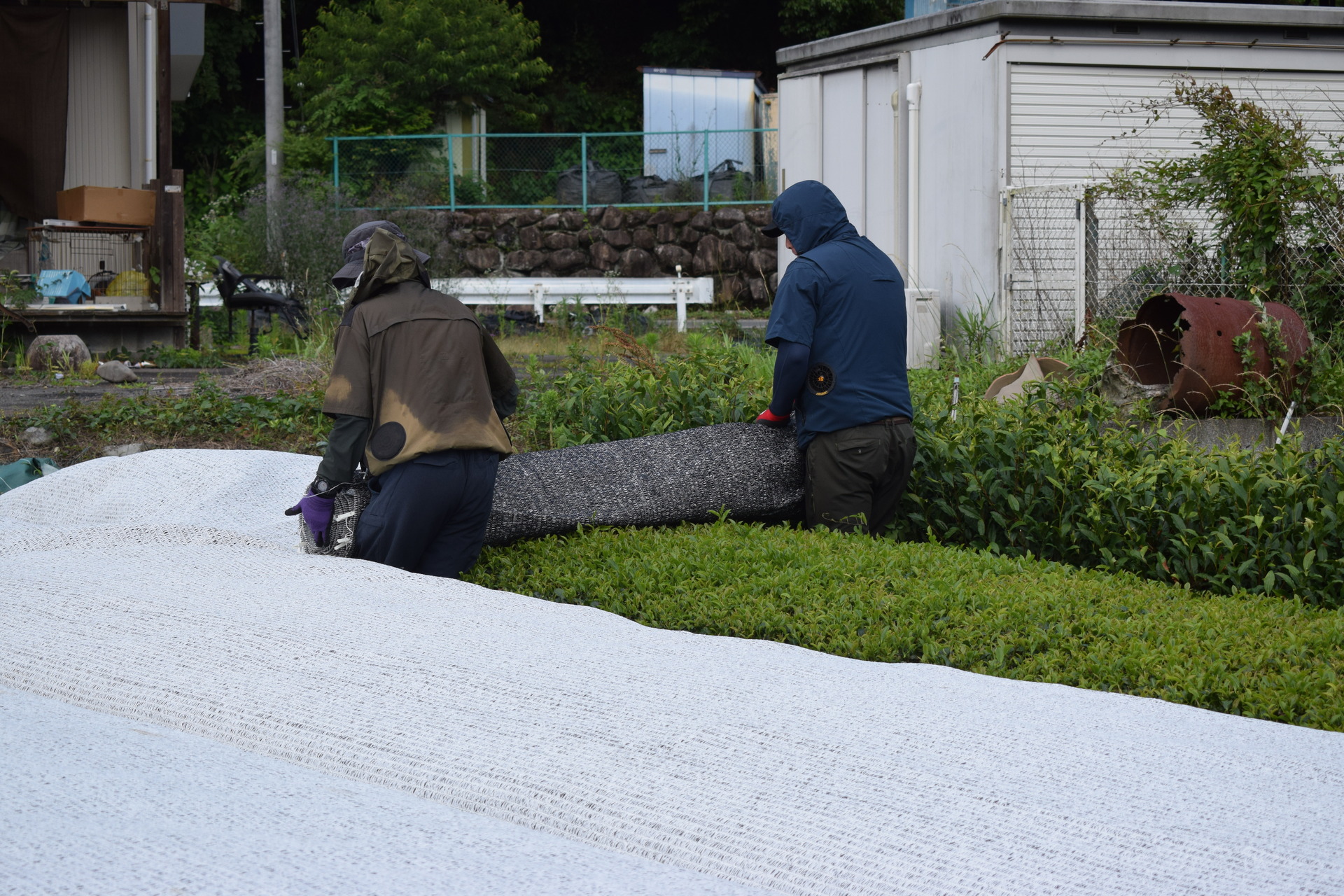 茶樹に被覆資材をかける組合員