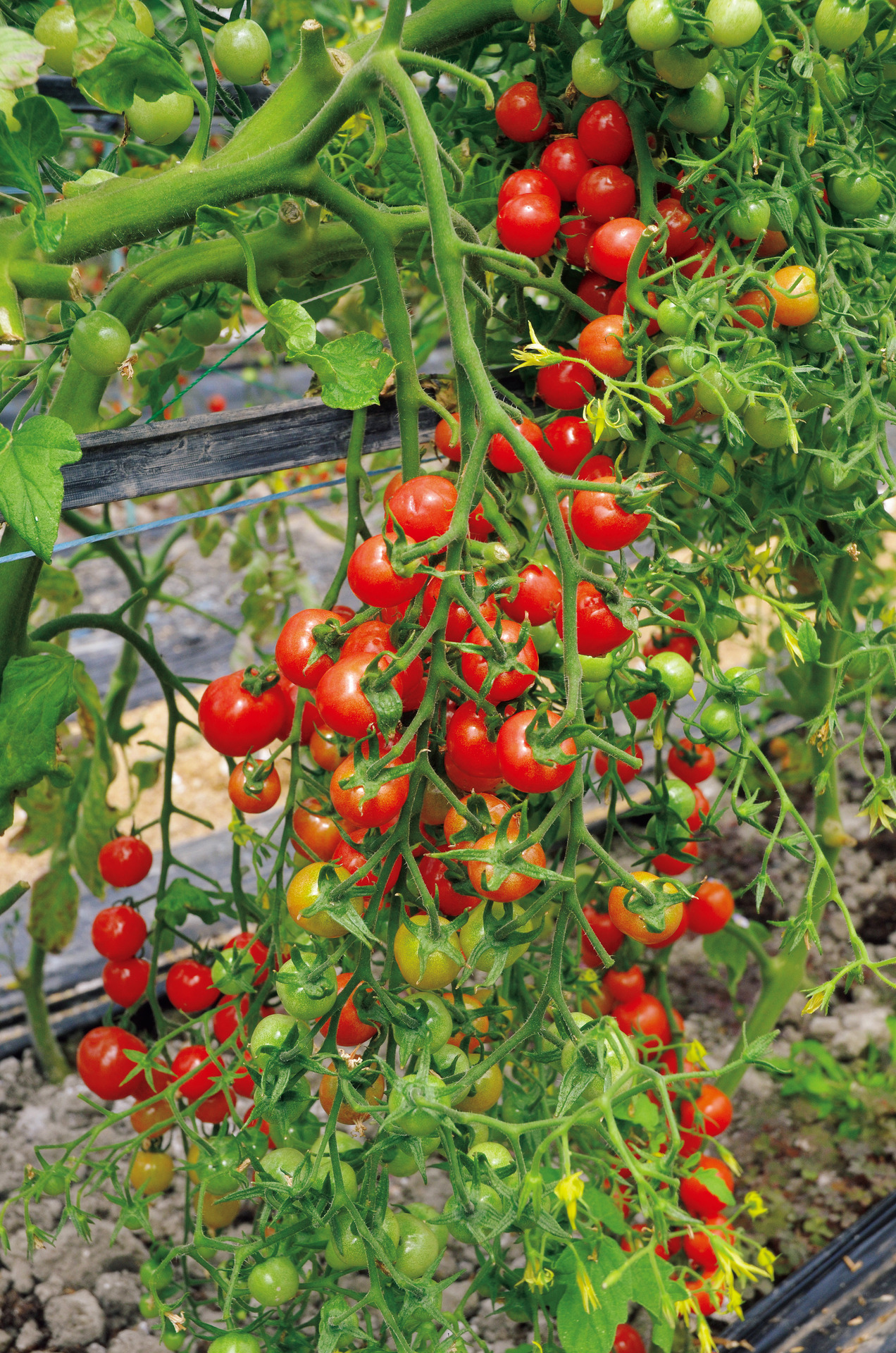 4月上旬、ミニトマトが鈴なり。同時に株元で他の野菜も育っている