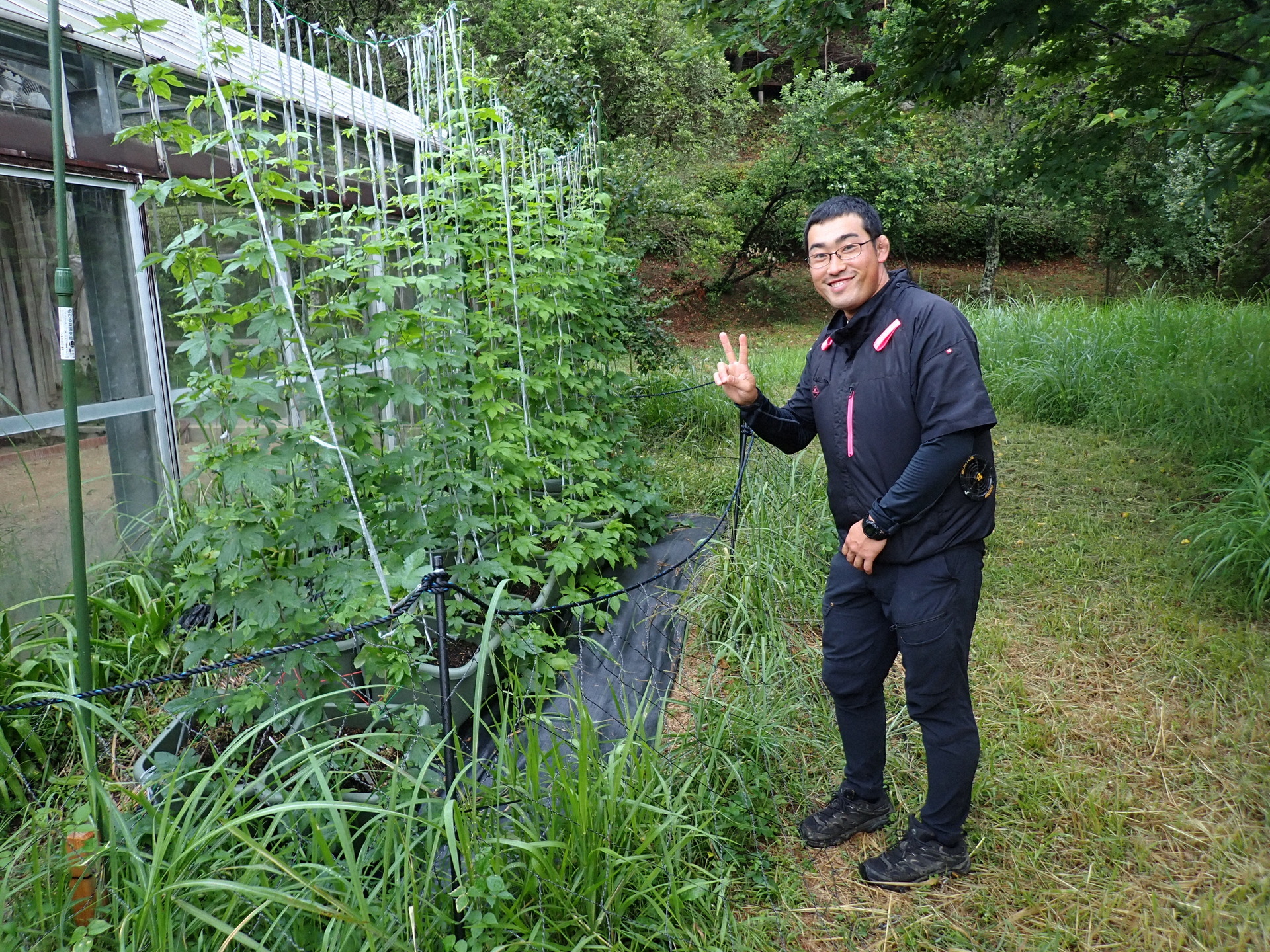栽培中のホップと平井さん