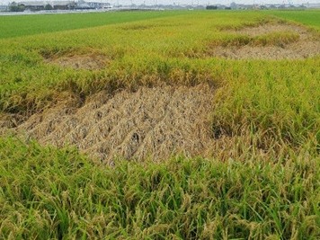 複数ポイントが起点となった反枯れ被害