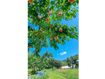 平尾さんが栽培する桃とその園地