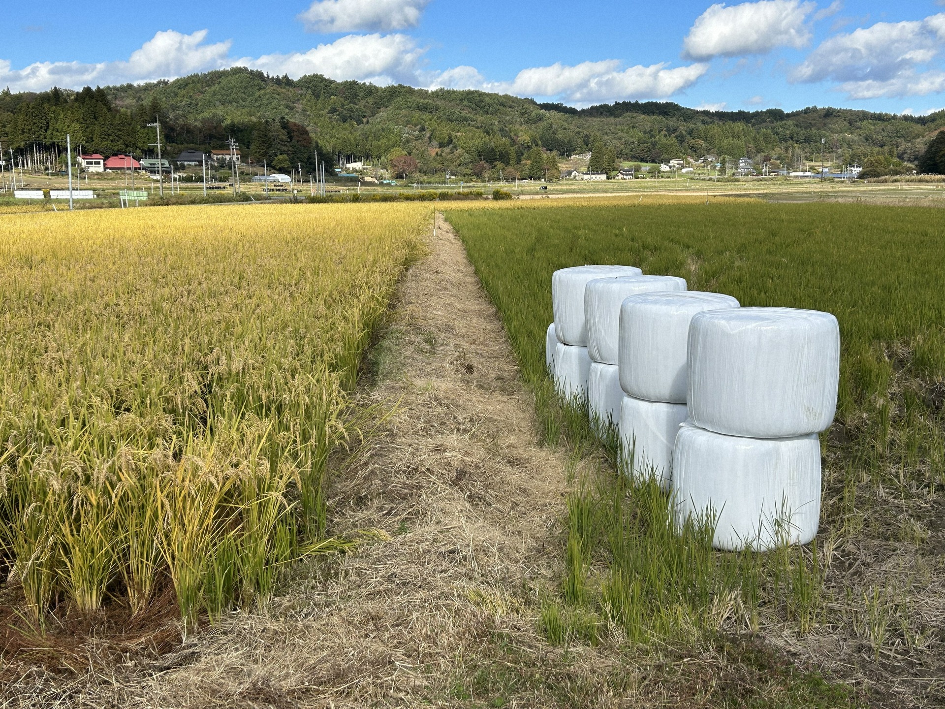 飼料用米とイネWCS