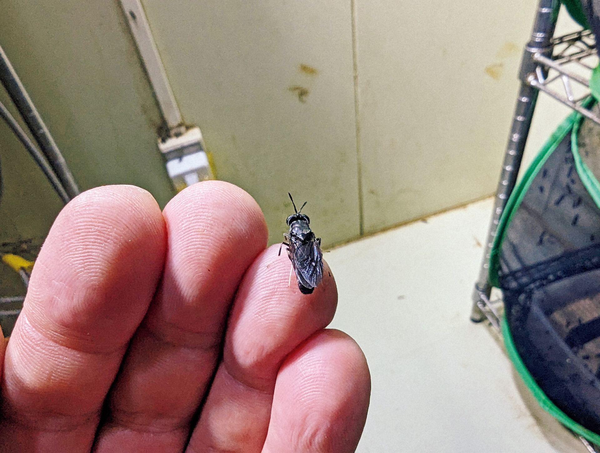 ミズアブの成虫。孵化後１カ月ほどで成虫になる