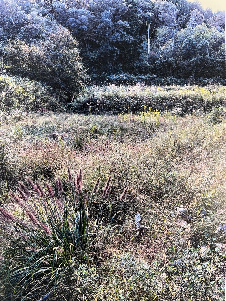 山添村農地バンクの取り組みで、再生した3000平方㍍の農地(再生前)