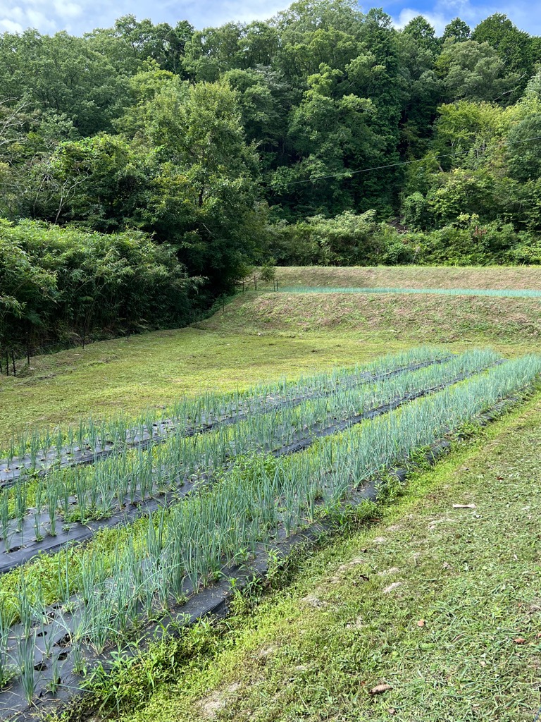 山添村農地バンクの取り組みで、再生した3000平方㍍の農地(再生後)