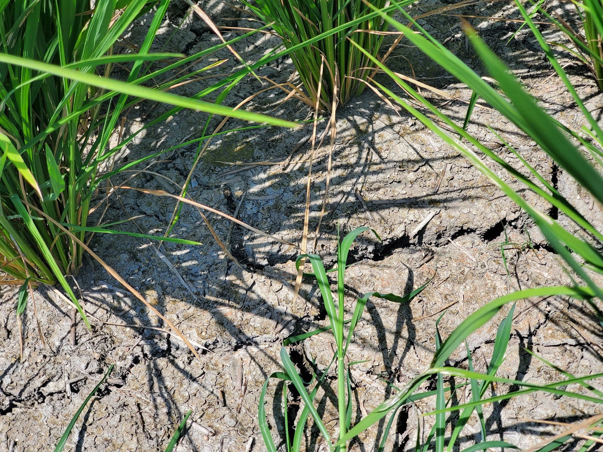 出穂期にもかかわらず干上がった水田