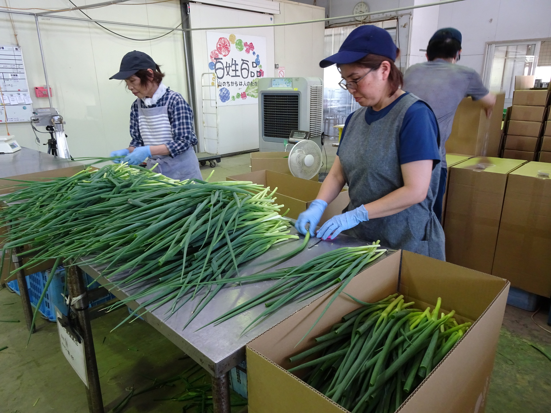 青ネギの出荷調製を担う野村福祉園の施設利用者