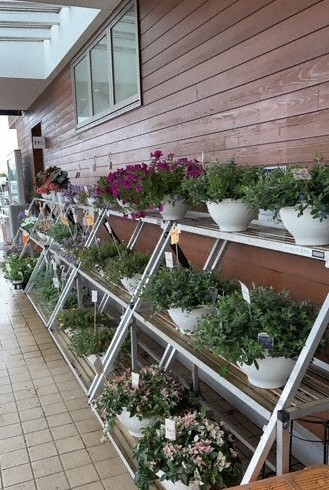 店頭に並ぶ花々
