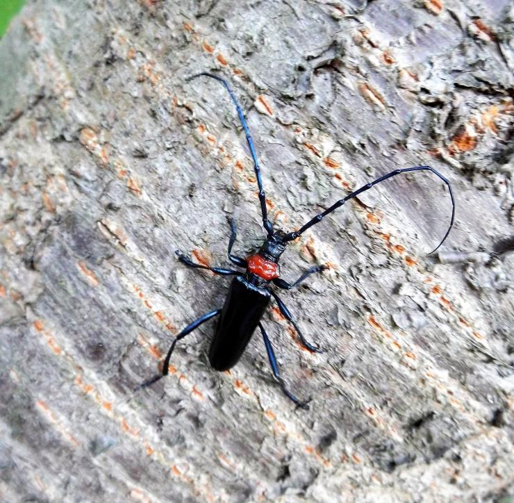 クビアカツヤカミキリの成虫(写真提供=埼玉県環境科学国際センター)