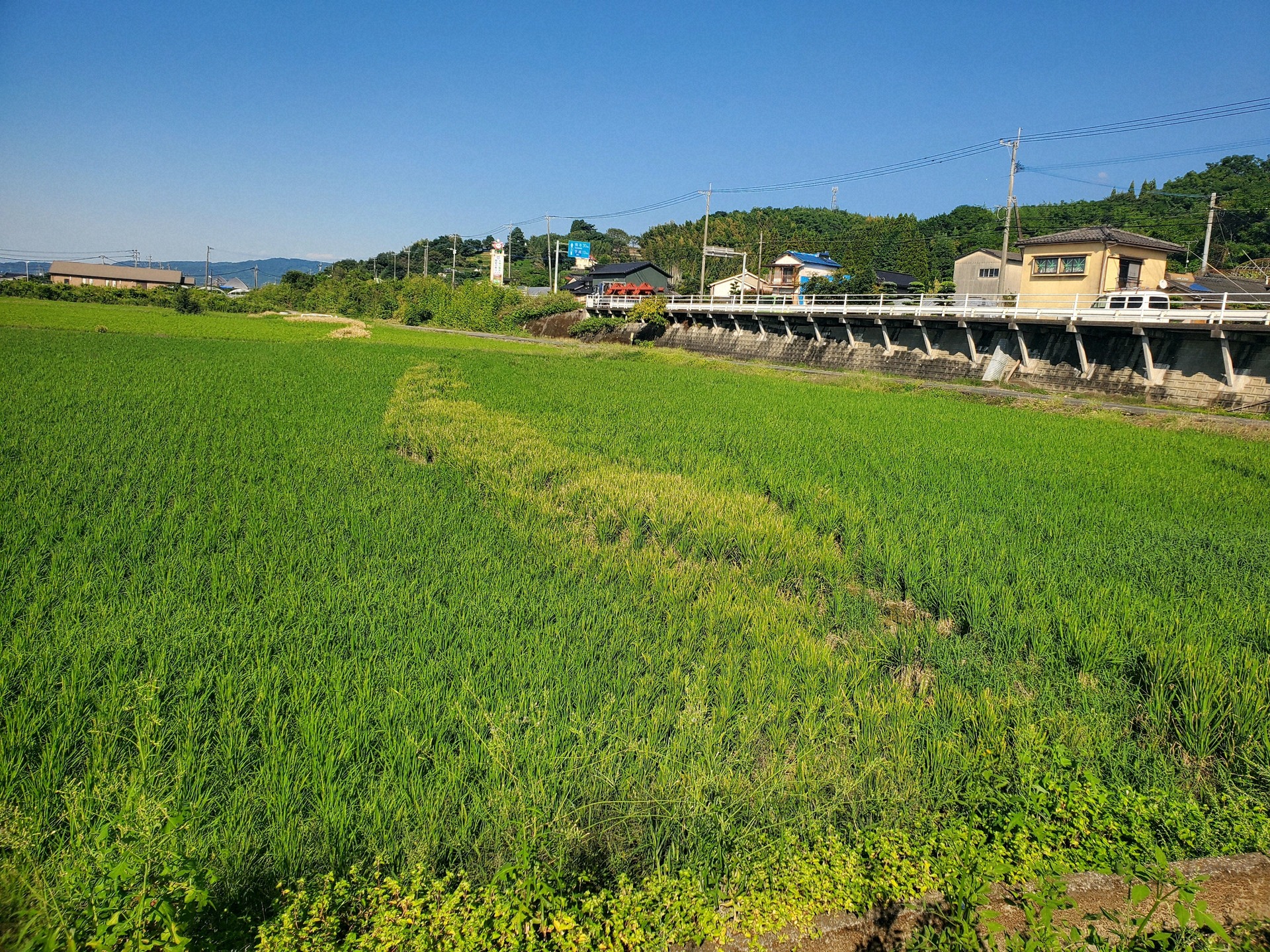 地震による断層が現れた圃場。地割れし段差がある部分は、刈り取れずに稲が残る