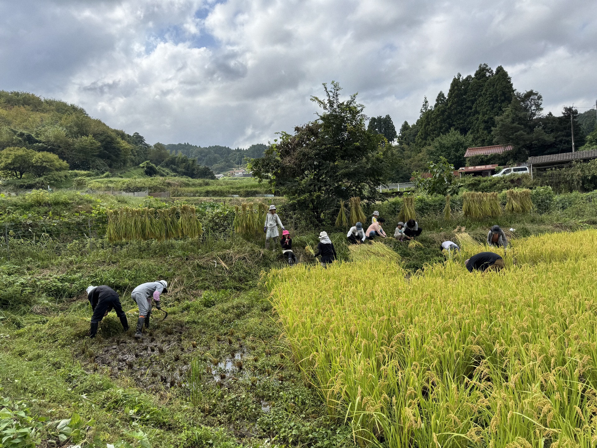 稲刈りを楽しむ参加者