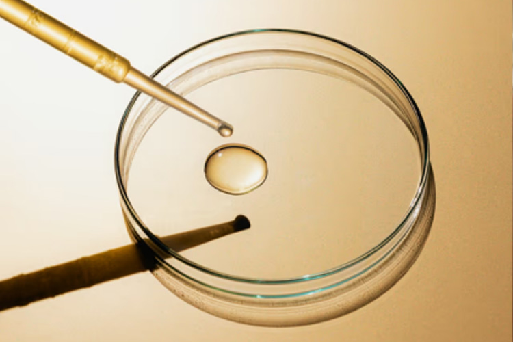 Laborpipette gibt eine Probe in eine Petrischale