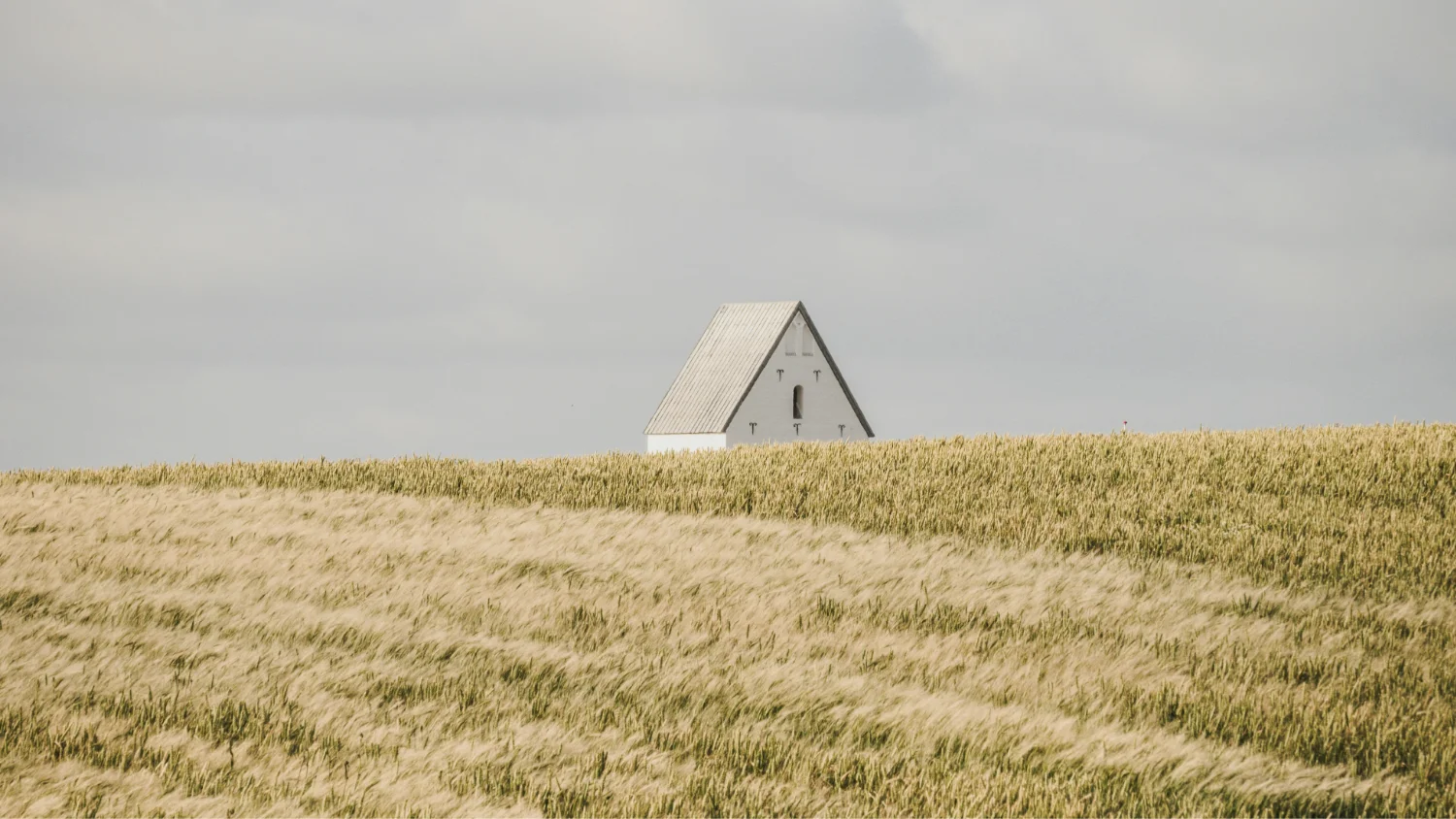 White triangular house roof peeking above a vast golden wheat field under a cloudy sky.