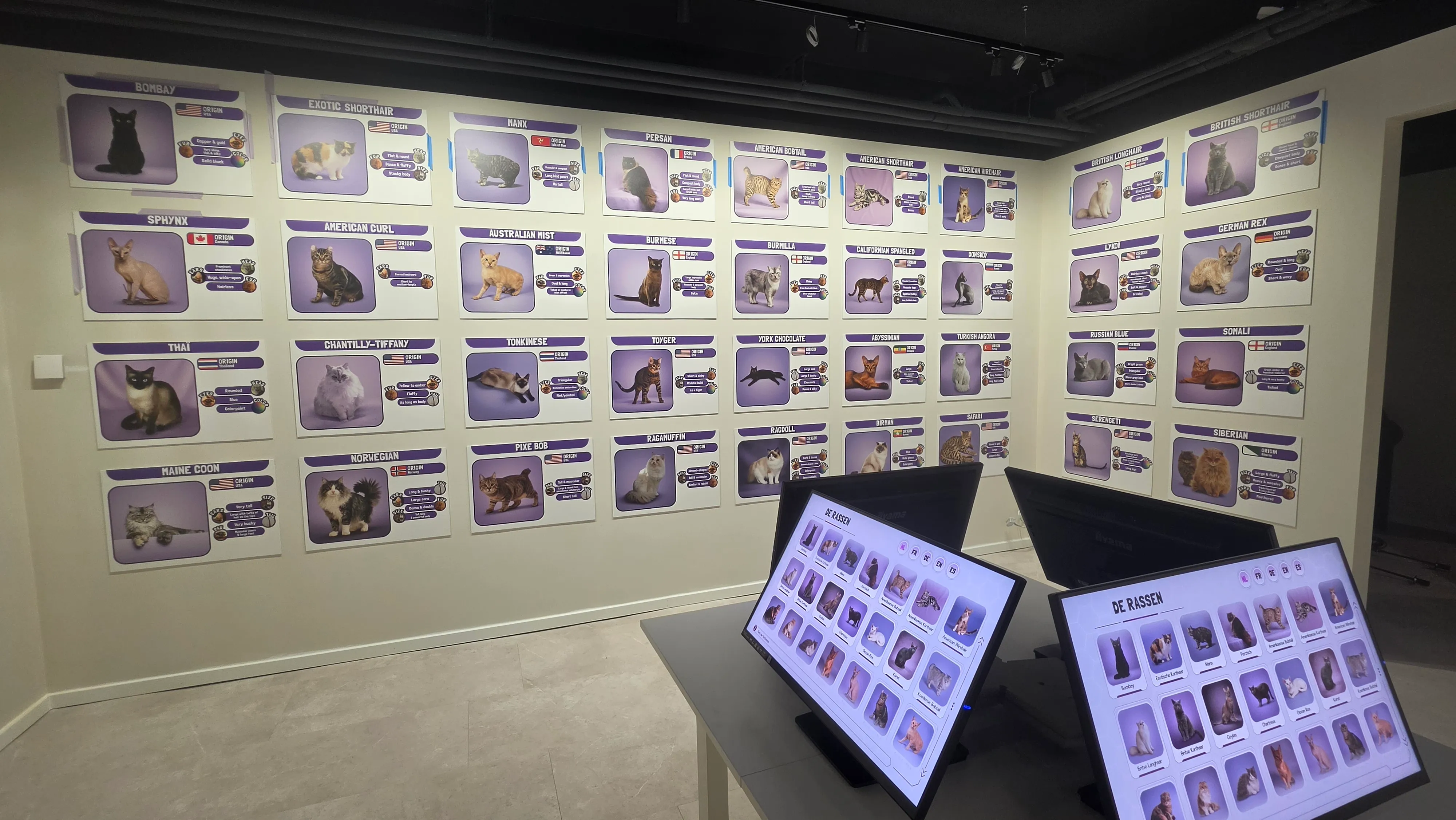 Mur de fiches illustrées des races de chats et écrans tactiles interactifs dans une salle du musée