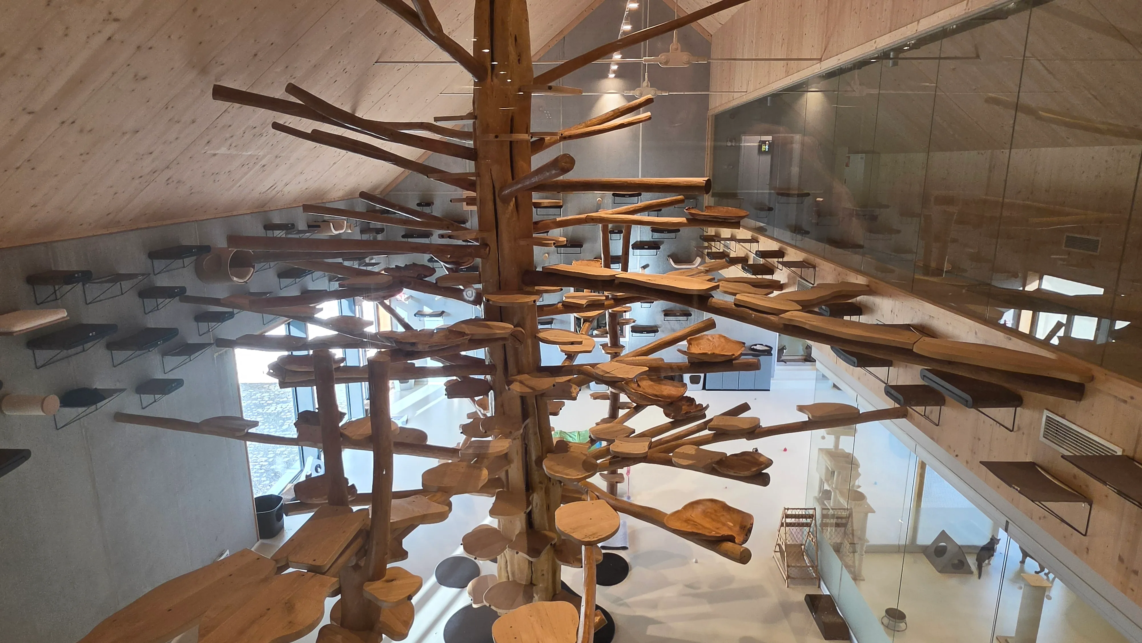 L'arbre à chat géant de Catland, tronc et dizaines de plateformes en bois sous la charpente du sanctuaire