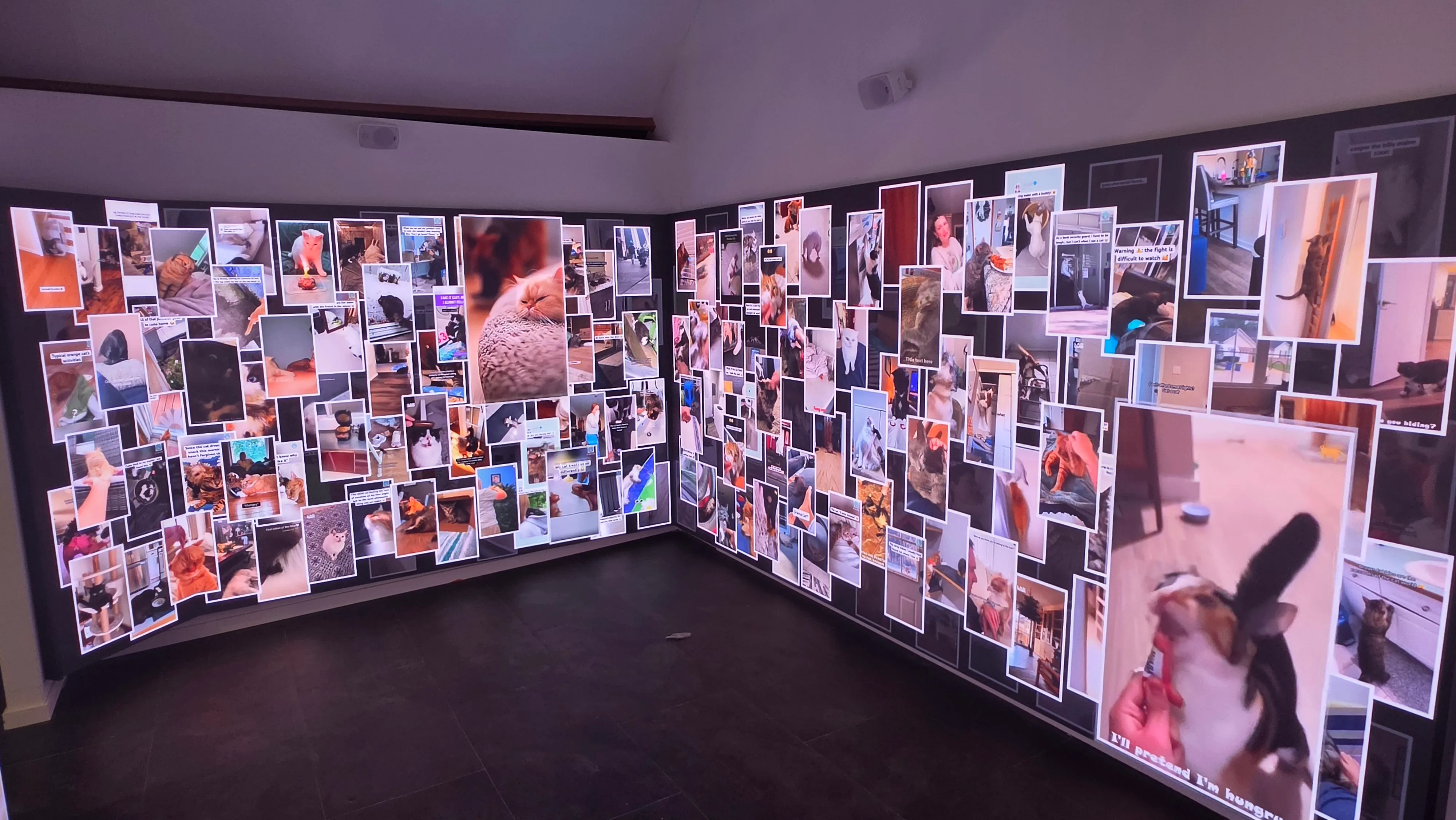 Mur lumineux couvert de centaines de photos de chats envoyées par le public