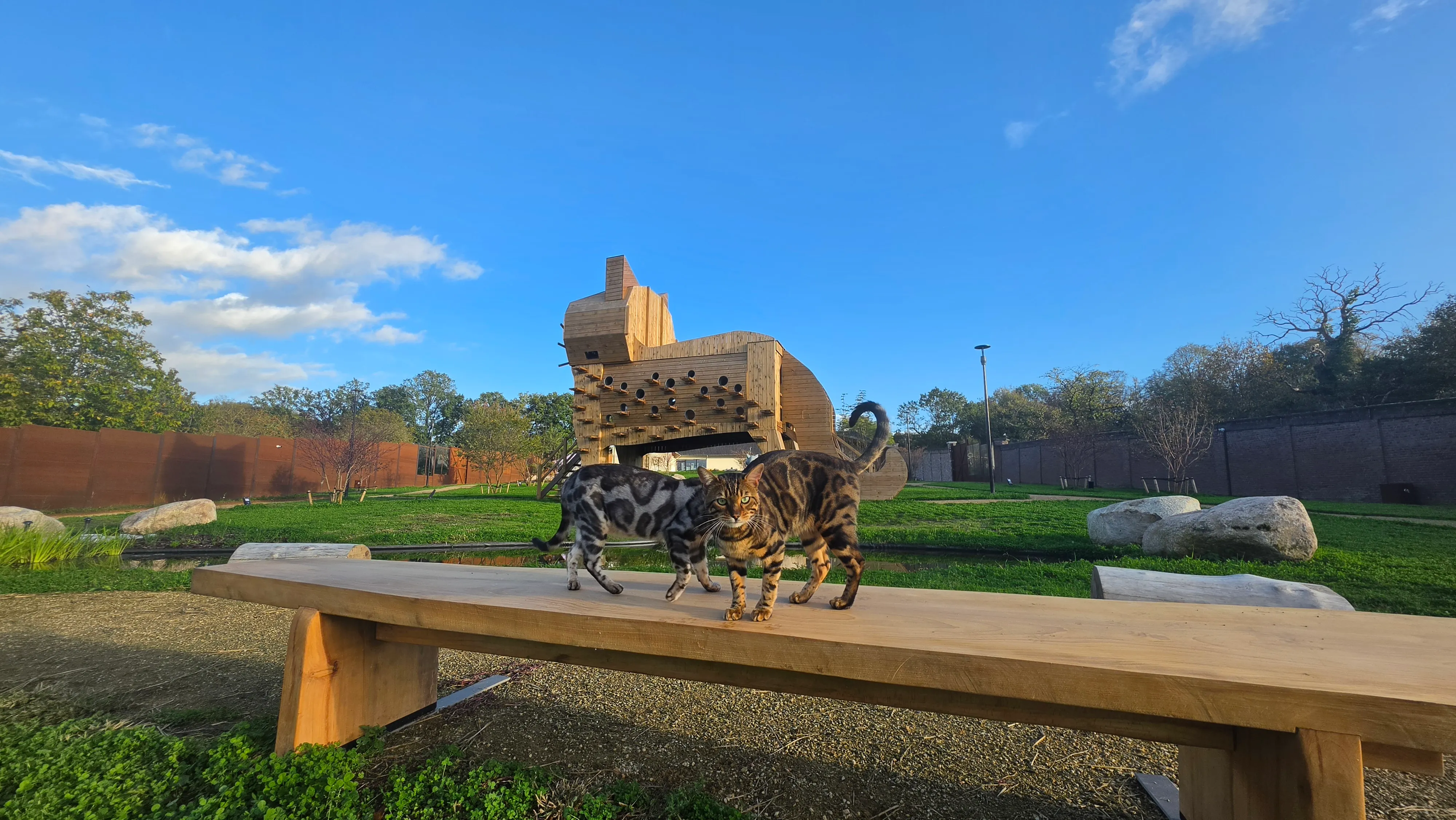 Deux chats bengal sur un banc en bois dans le parc de Catland