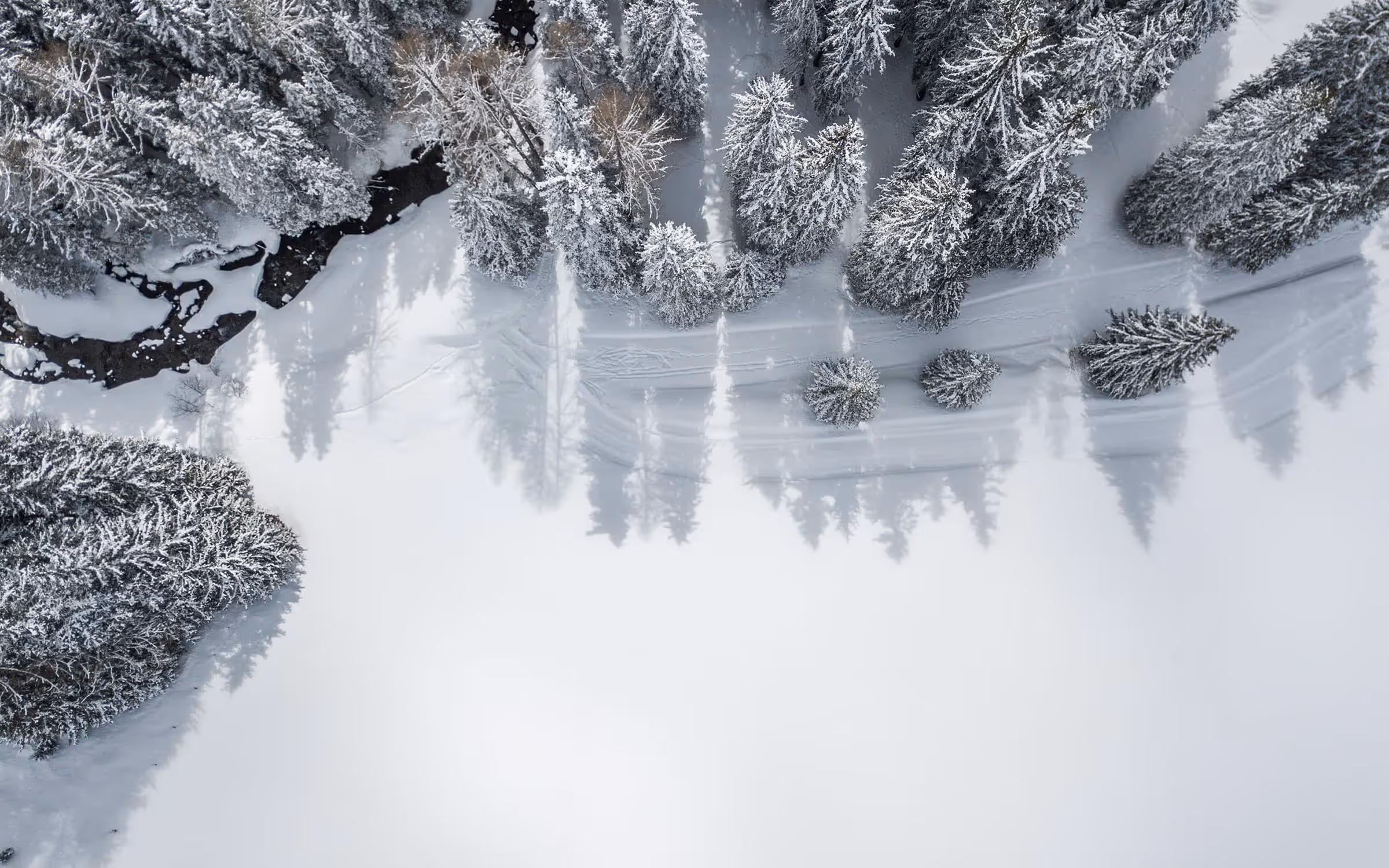 Aerial view of snow-covered trees casting long shadows on a snowy landscape.
