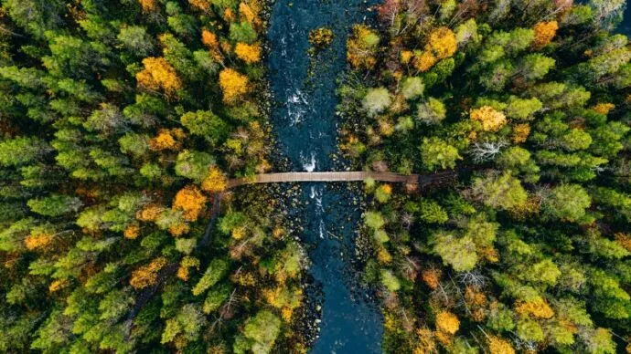 Aerial view of a narrow wooden bridge over a river surrounded by dense autumn forest.