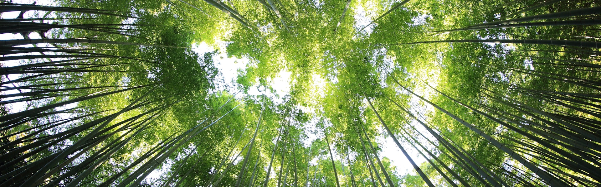 Peaceful forest path in morning light