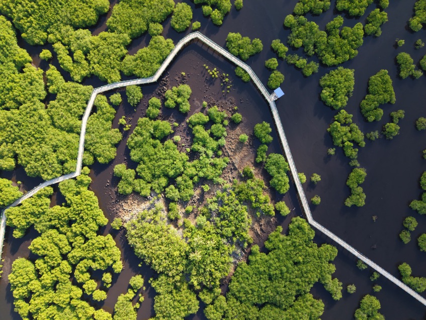 Photographie aérienne par drone d’un paysage naturel de Siargao, entre mangrove, végétation tropicale et sentiers côtiers.