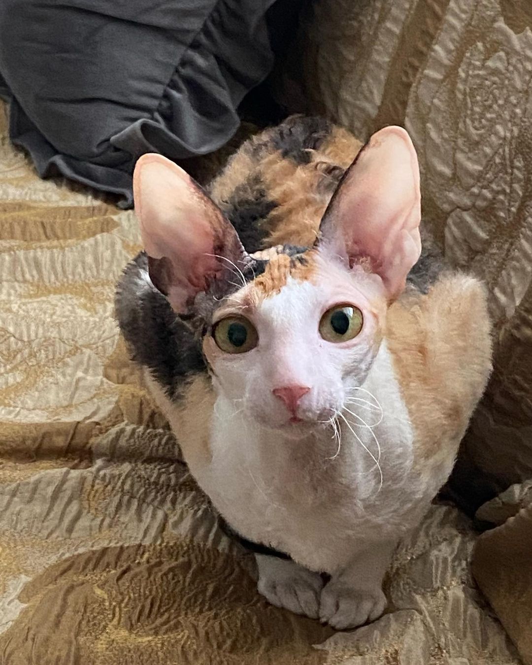 cornish rex breeders