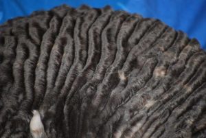 History Of Cornish Rex