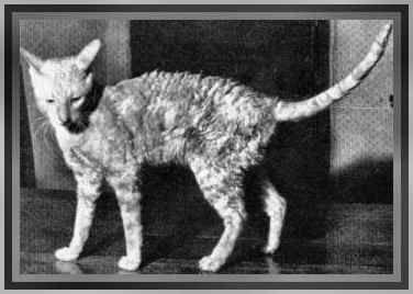 History Of Cornish Rex