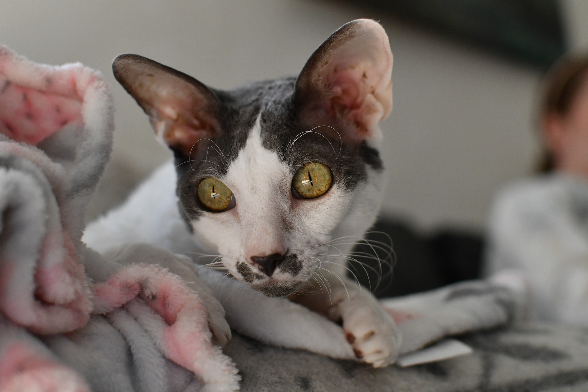 History Of Cornish Rex