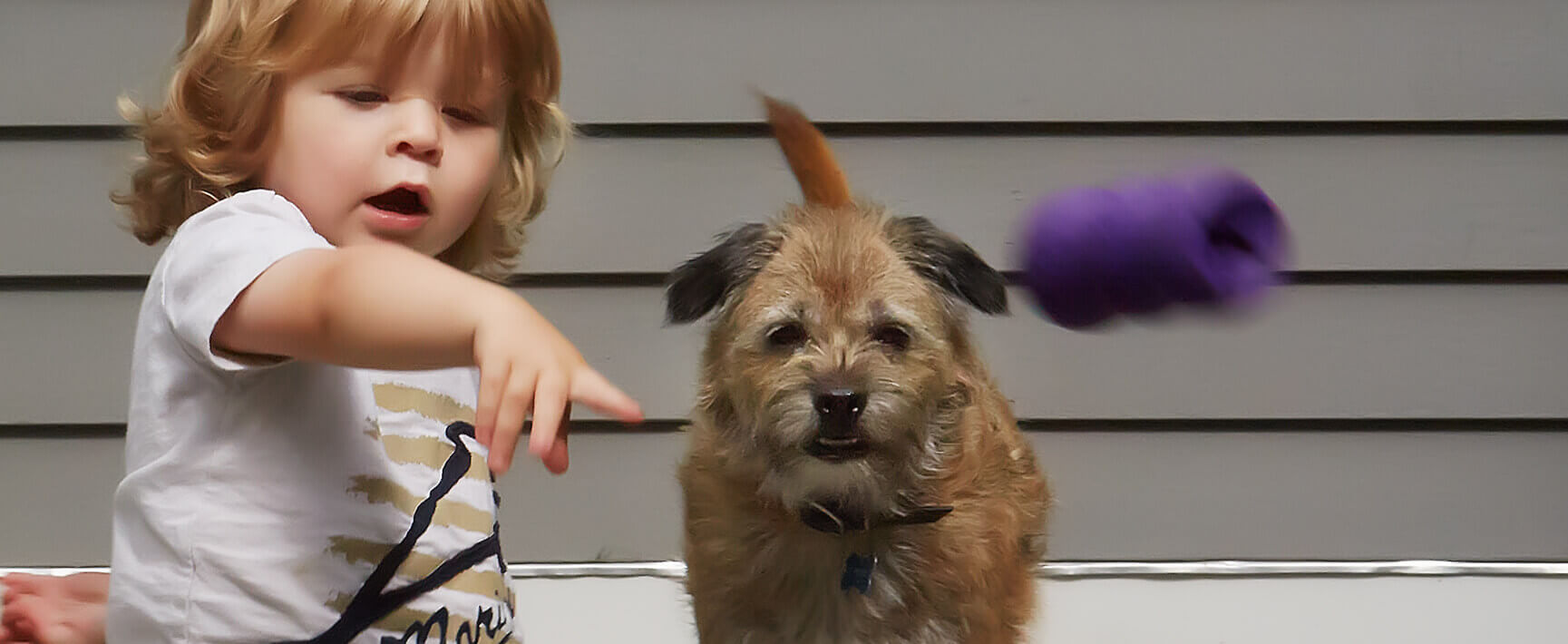 How to Choose the Right Dog for Your Family