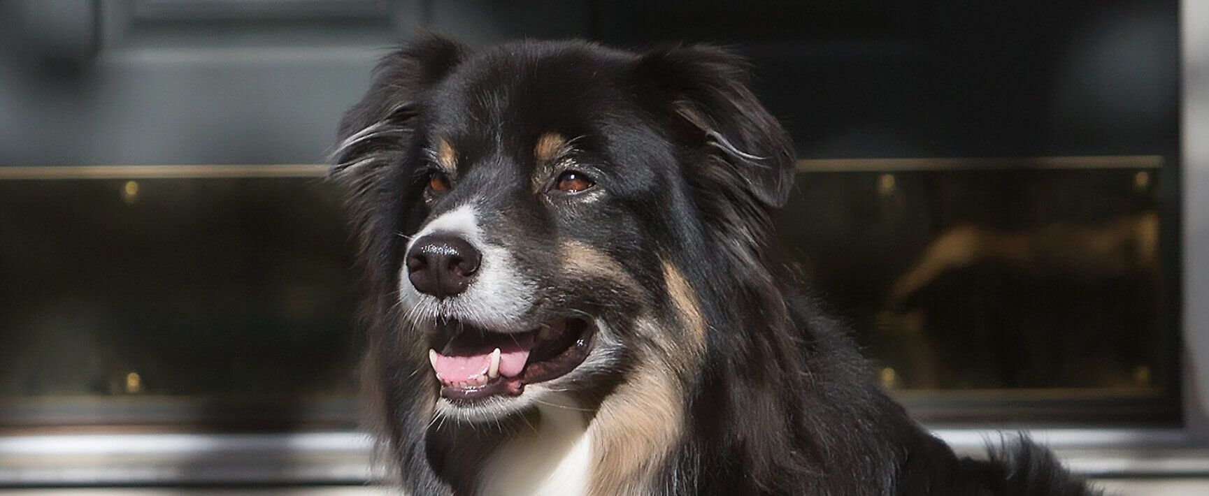 Dog Socialization & Acclimation Services