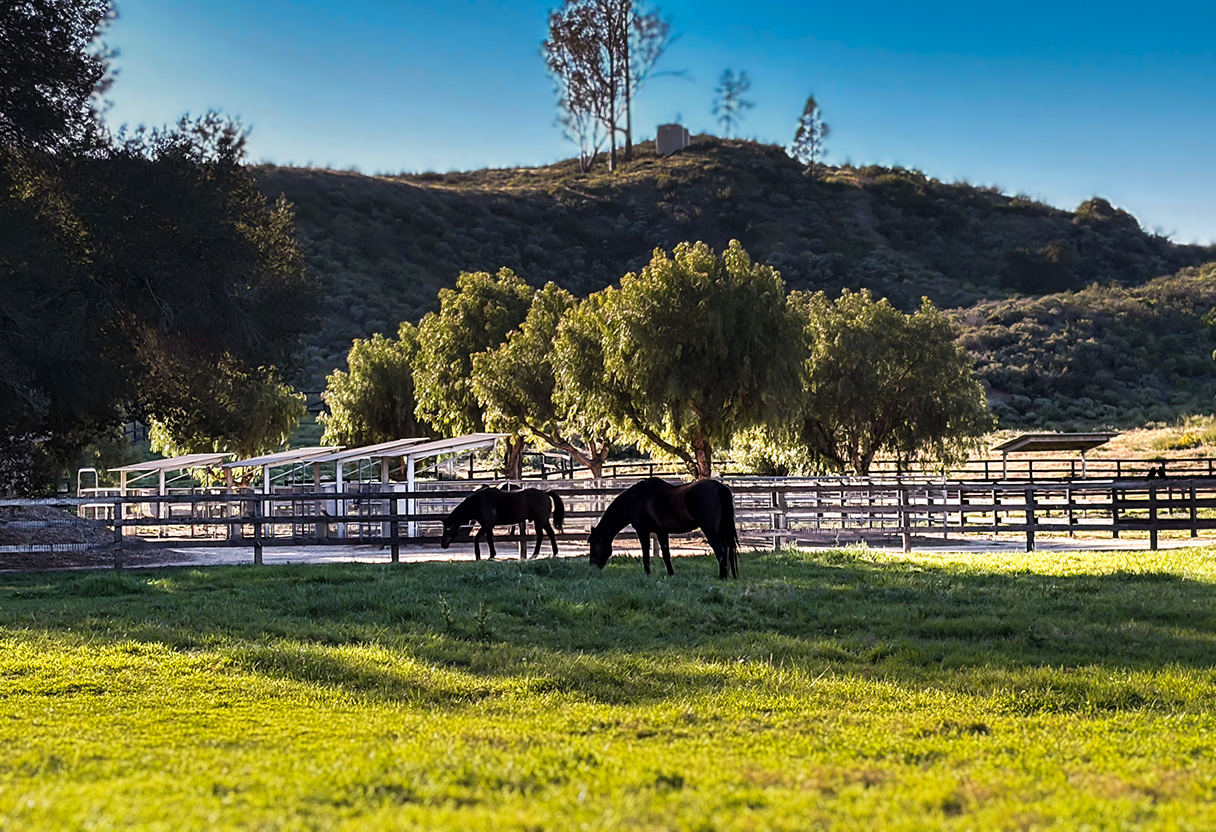 image of peaceful animal sanctuary