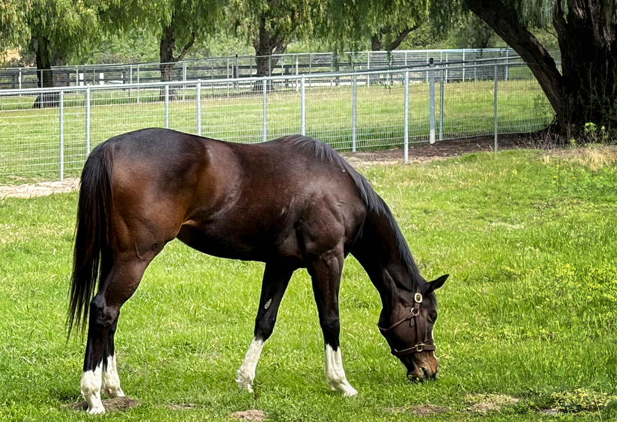 image of animal training sessions