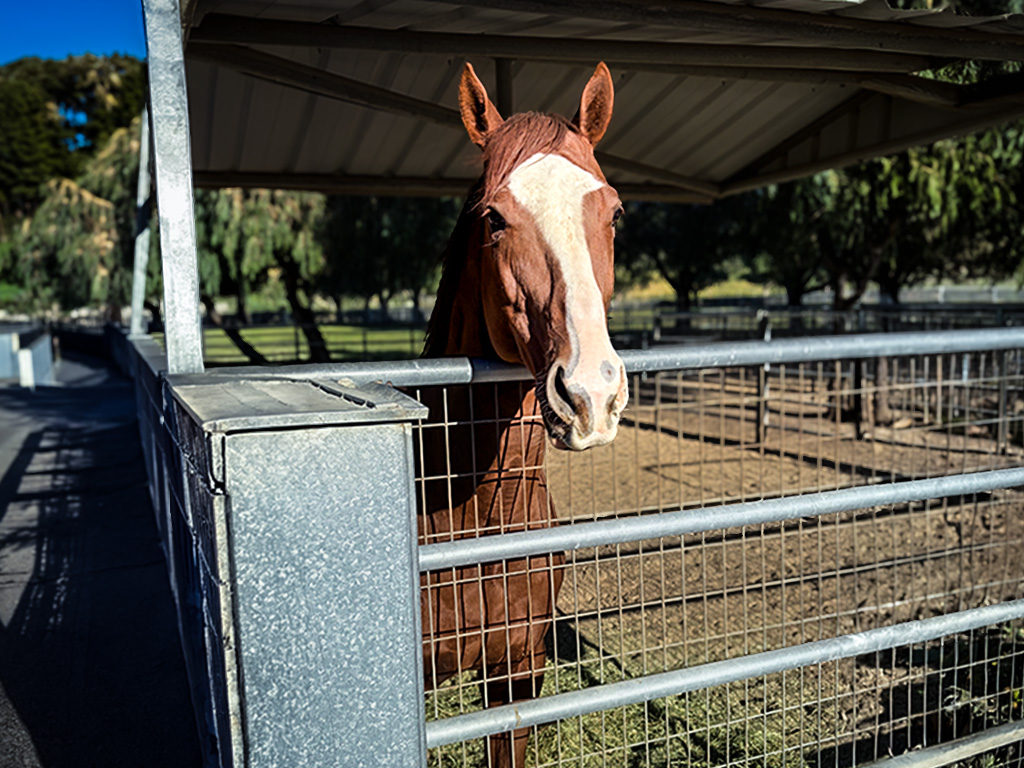 image of peaceful animal sanctuary