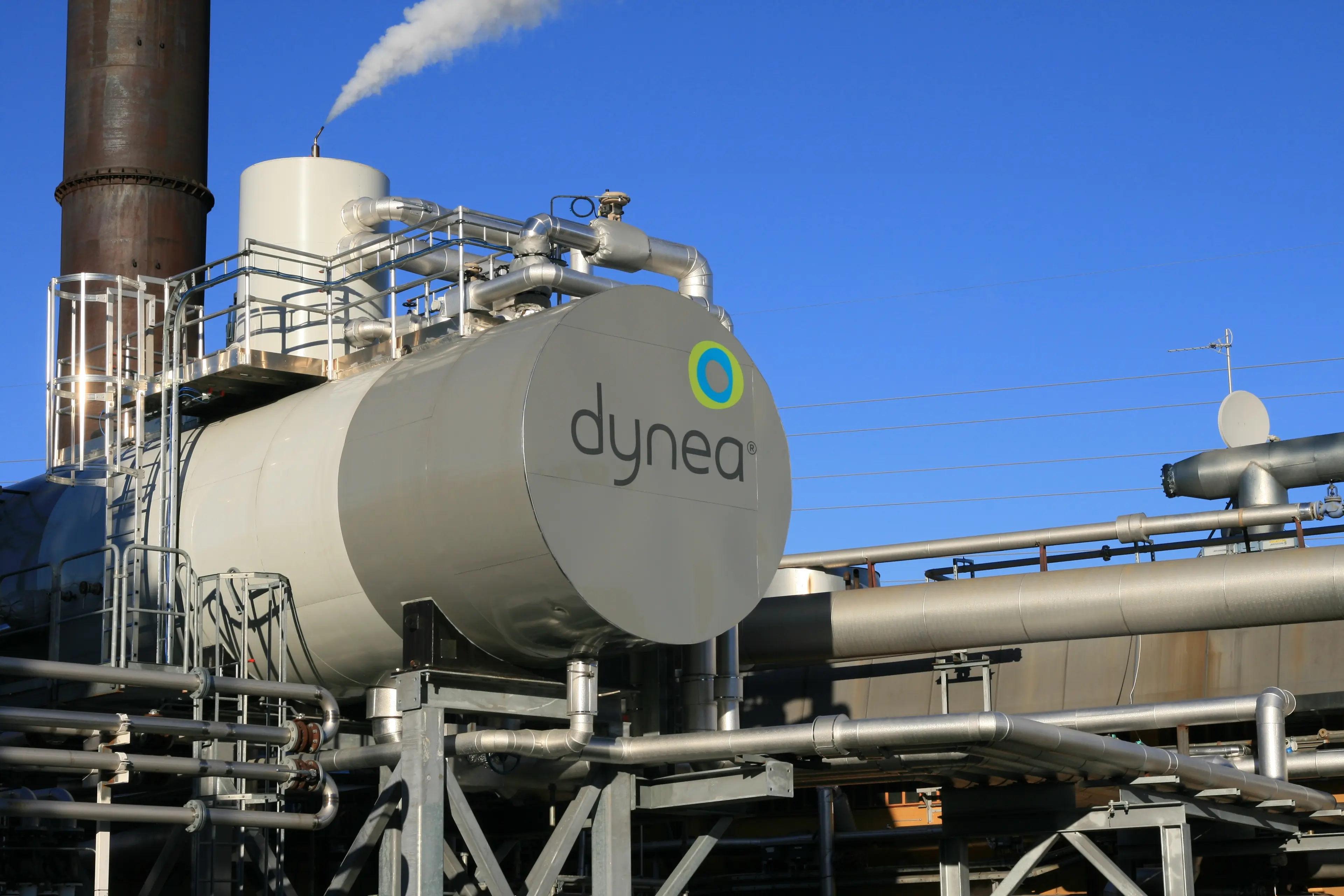 Dynea plant