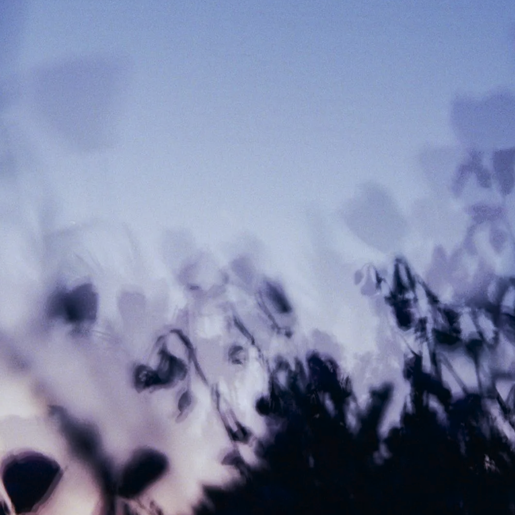 Blurred dark plants or flowers against a clear gradient blue sky background.
