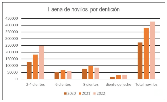 Evolución de faena por dentición uruguay