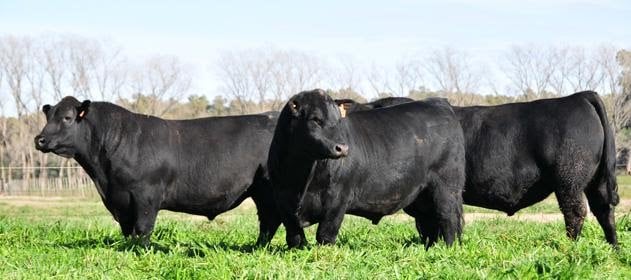 Toros angus