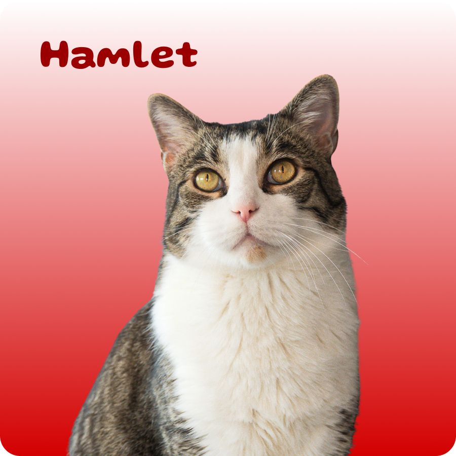 Brown and white cat with amber eyes sitting against a red gradient background with text Hamlet.