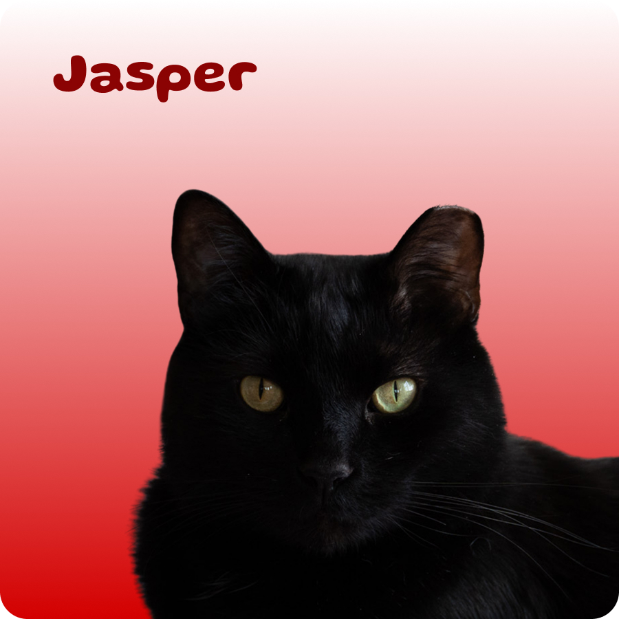 Close-up of a black cat with yellow eyes and the name Jasper on a red gradient background.