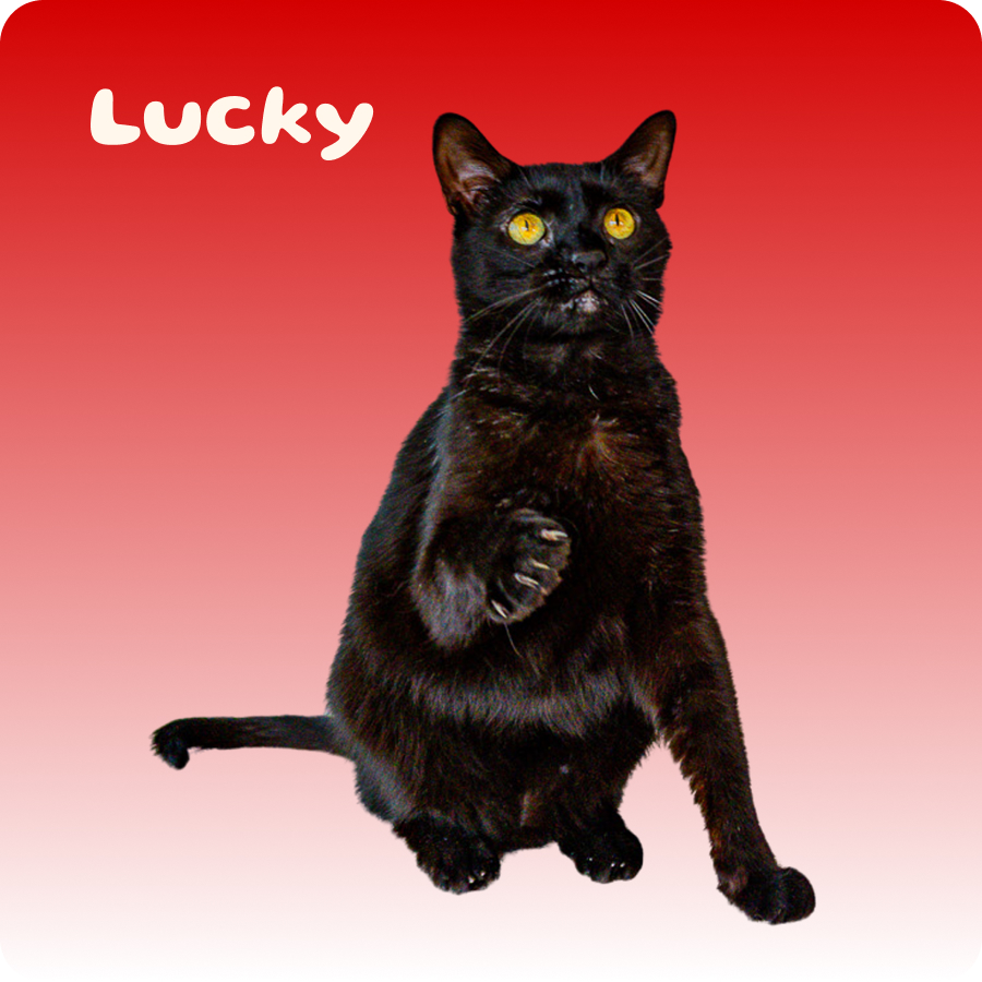 Black cat with bright yellow eyes sitting against a red to white gradient background.