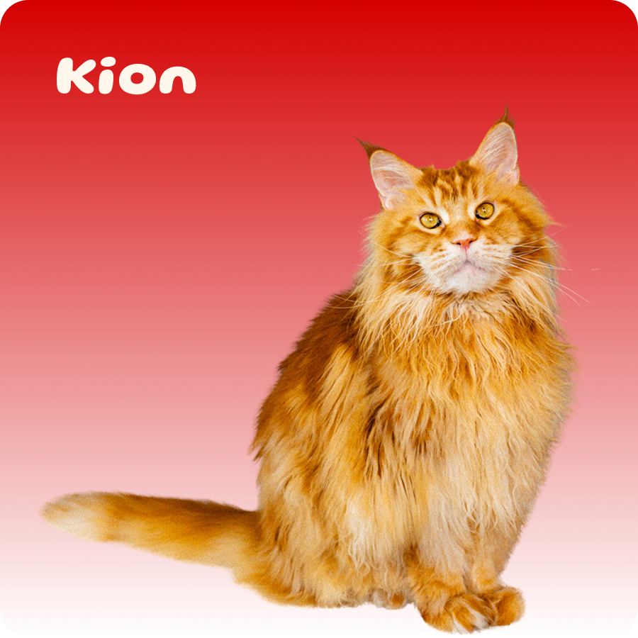 Fluffy orange Maine Coon cat sitting against a red gradient background with 'kion' text.