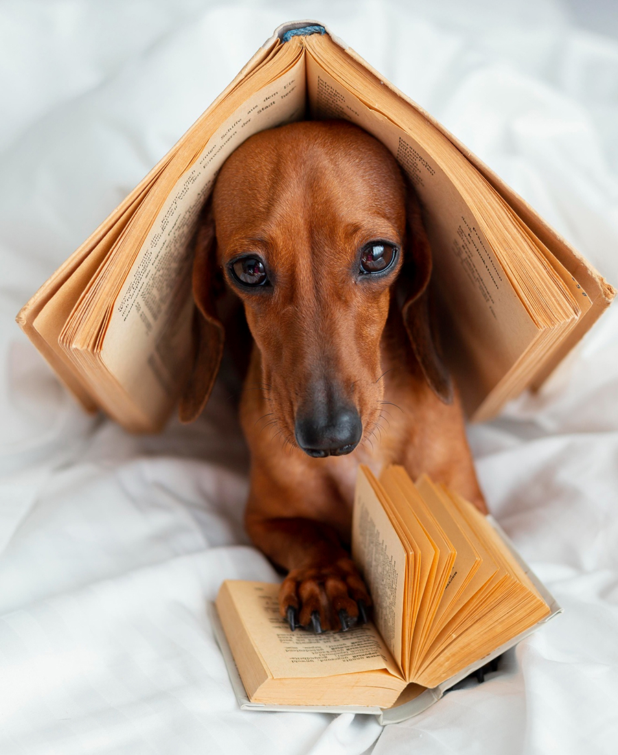 Brown dachshund dog with book pages over its head and paw on an open book on white fabric.
