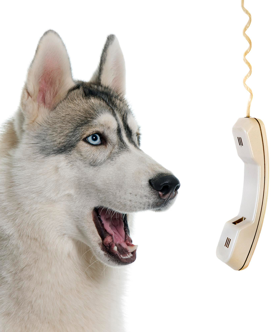 Siberian husky with blue eyes and open mouth facing a beige telephone handset hanging by its cord.
