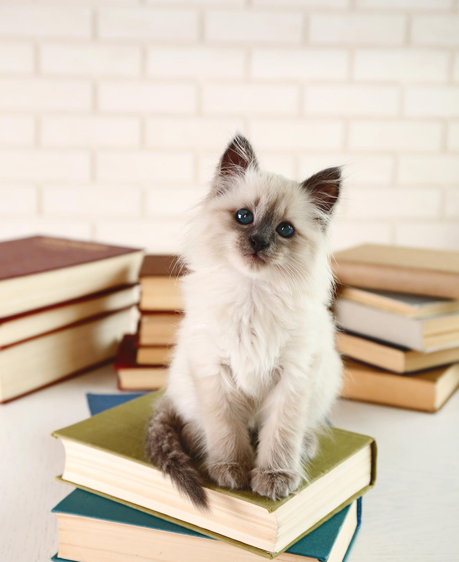 Fluffy light gray kitten with blue eyes sitting on stacked books with more books in background.
